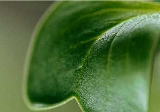 Discover Pai Age Confidence